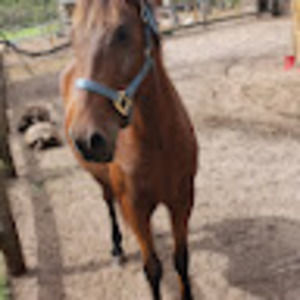 Meet your Posher, Isla